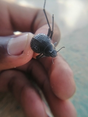 Physosterna cribripes