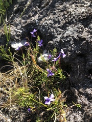 Viola decumbens