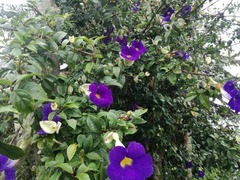 Thunbergia