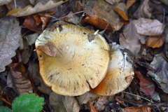 Thaxterogaster subpurpurascens