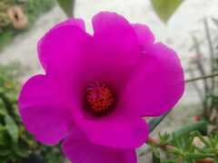 Portulaca