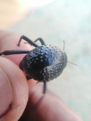 Physosterna cribripes