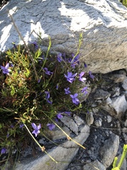 Viola decumbens