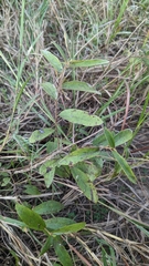 Helicteres angustifolia