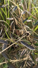 Helicteres angustifolia
