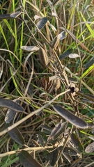 Helicteres angustifolia