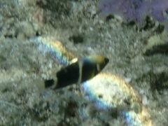 Chrysiptera leucopoma