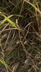 Helicteres angustifolia