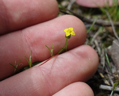 Cicendia quadrangularis