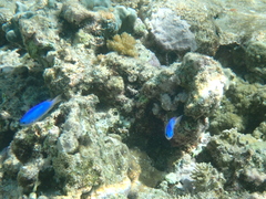 Pomacentrus coelestis