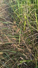 Helicteres angustifolia