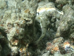 Halichoeres nebulosus