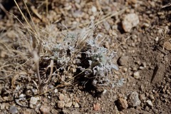 Astragalus calycosus