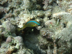 Chrysiptera leucopoma
