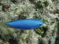 Pomacentrus coelestis