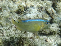 Chrysiptera leucopoma