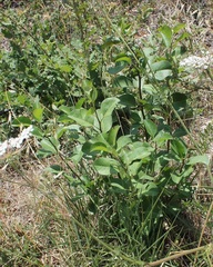Pyrus communis pyraster