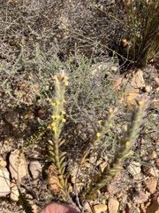 Struthiola argentea