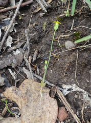 Cicendia quadrangularis