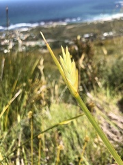 Bobartia gladiata