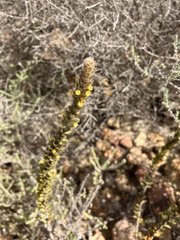 Struthiola argentea