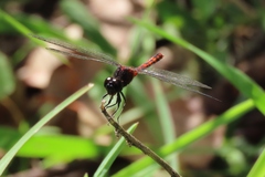 Diplacodes melanopsis
