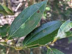 Cryptocarya triplinervis