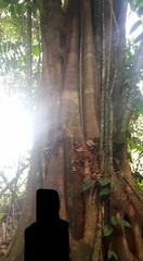 Ceiba