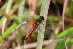 Diplacodes melanopsis