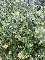 Corokia
