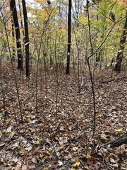 Asimina triloba