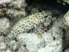 Epinephelus quoyanus