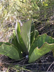 Mairia coriacea