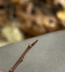Asimina triloba