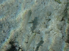 Valenciennea strigata