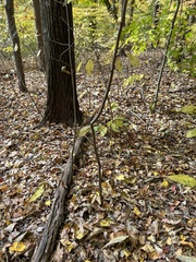 Asimina triloba