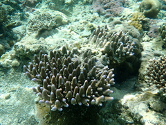 Acropora gemmifera