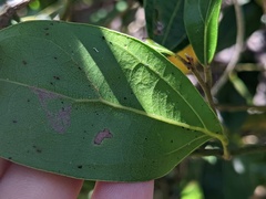 Cryptocarya triplinervis