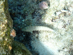 Parapercis millepunctata