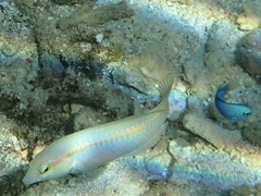 Halichoeres scapularis