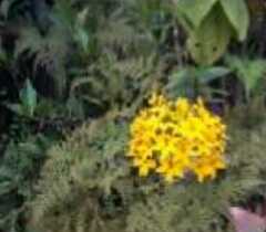 Epidendrum melinanthum