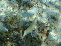 Halichoeres scapularis