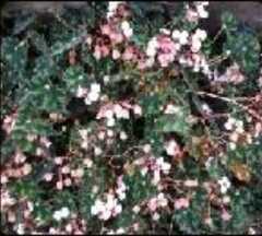 Andesanthus lepidotus