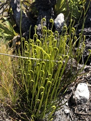 Schizaea pectinata