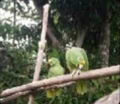 Amazona ochrocephala
