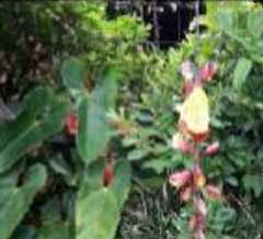 Thunbergia