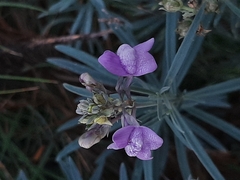 Linaria capraria