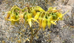 Cotyledon cuneata