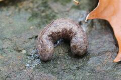 Megapallifera mutabilis