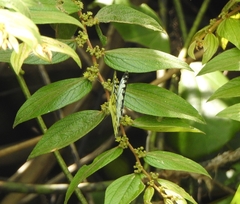 Pierinae